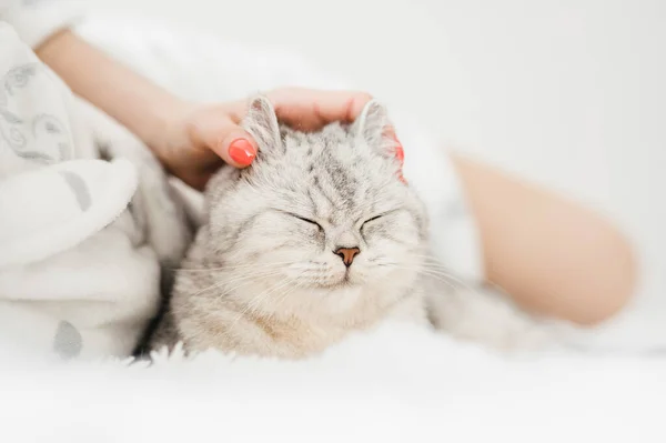 Gato Cinza Engraçado Descansando — Fotografia de Stock