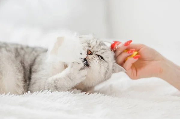 猫在玩球苏格兰银种 跟猫玩的女孩 — 图库照片