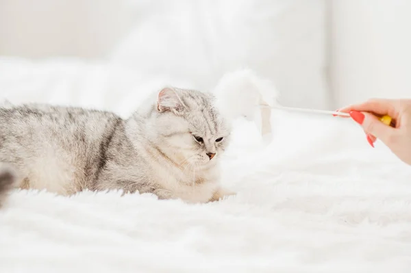 Cat Playing Ball Scottish Silver Breed Girl Playing Cat — Stock Photo, Image