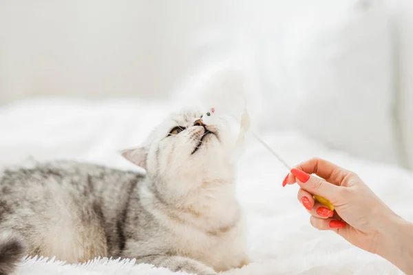 女の子は猫と遊んでいます 美しいです女の子遊びますとともにスコットランドの短髪猫でザ リビングルーム — ストック写真