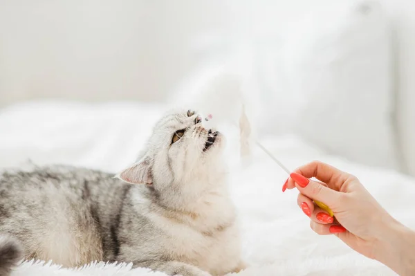 Chica Está Jugando Con Gato Hermosa Chica Jugando Con Escocés —  Fotos de Stock