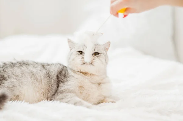 Menina Está Brincando Com Gato Menina Bonita Brincando Com Gato — Fotografia de Stock