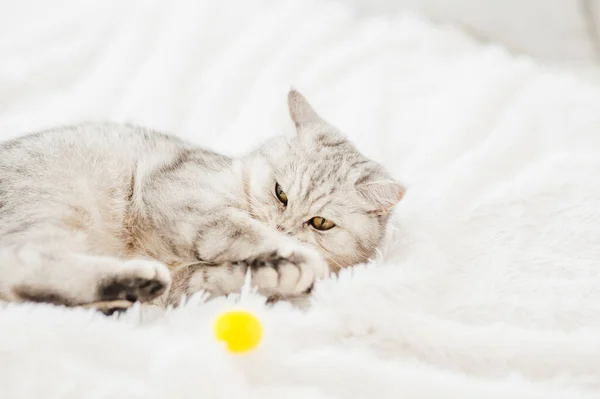 Piękny Kotek Bawi Się Zabawką — Zdjęcie stockowe
