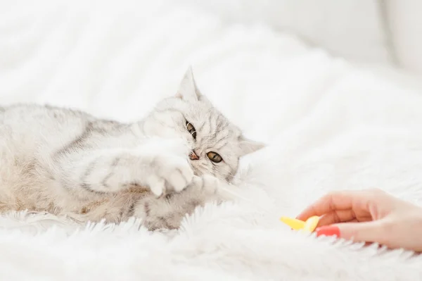 Beautiful Kitty Played Toy — Stock Photo, Image