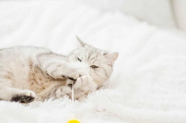 Lindo Gatinho Jogado Com Brinquedo — Fotografia de Stock