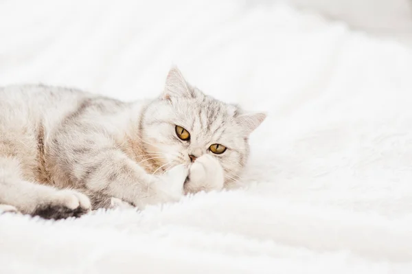 Güzel Bir Kedi Bir Oyuncakla Oynanır — Stok fotoğraf