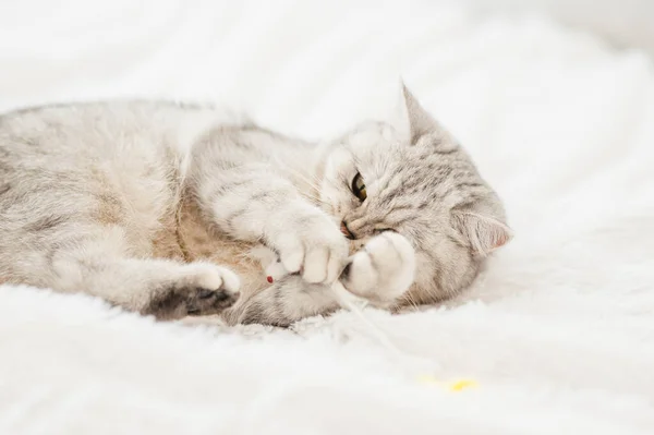 Güzel Bir Kedi Bir Oyuncakla Oynanır — Stok fotoğraf