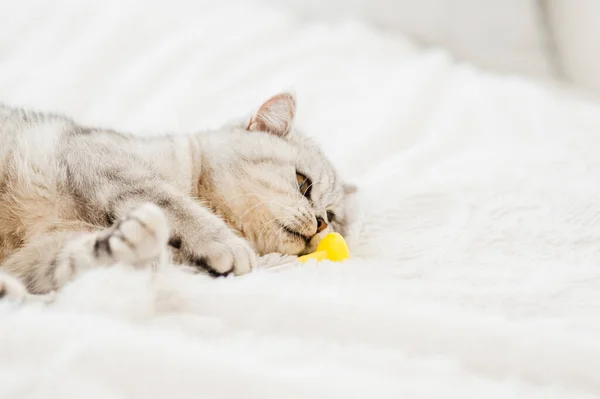 Piękny Kotek Bawi Się Zabawką — Zdjęcie stockowe