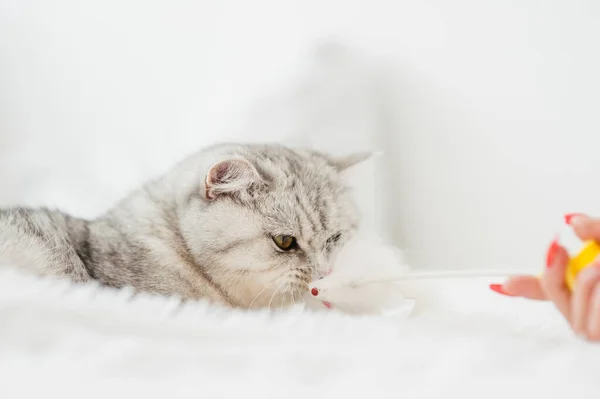 Красивая Кошечка Играет Игрушкой — стоковое фото