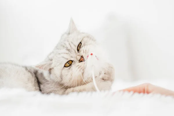 Vacker Katt Leks Med Leksak — Stockfoto