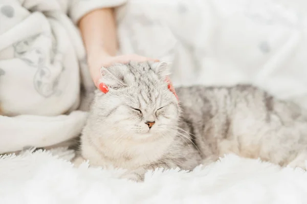 Gatinho Escocês Nas Mãos Uma Menina Gato Cinzento Engraçado — Fotografia de Stock