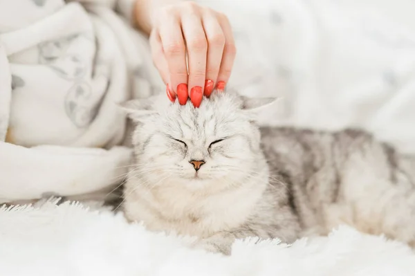 Σκωτσέζικο Γατάκι Στα Χέρια Ενός Κοριτσιού Αστεία Γκρι Γάτα — Φωτογραφία Αρχείου