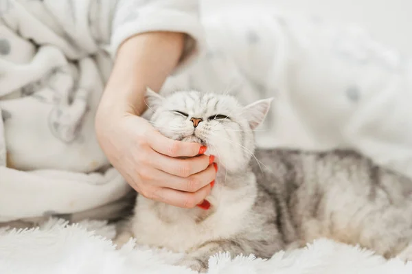 Schottisches Kätzchen Den Händen Eines Mädchens Lustige Graue Katze — Stockfoto