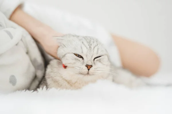 Gatito Escocés Manos Una Chica Gato Gris Divertido — Foto de Stock