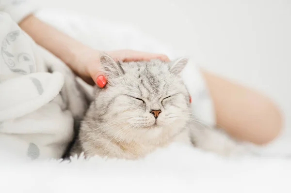 Schottisches Kätzchen Den Händen Eines Mädchens Lustige Graue Katze — Stockfoto