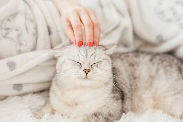 Schottisches Kätzchen Den Händen Eines Mädchens Lustige Graue Katze — Stockfoto