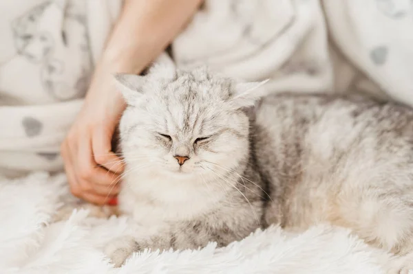 Schottisches Kätzchen Den Händen Eines Mädchens Lustige Graue Katze — Stockfoto