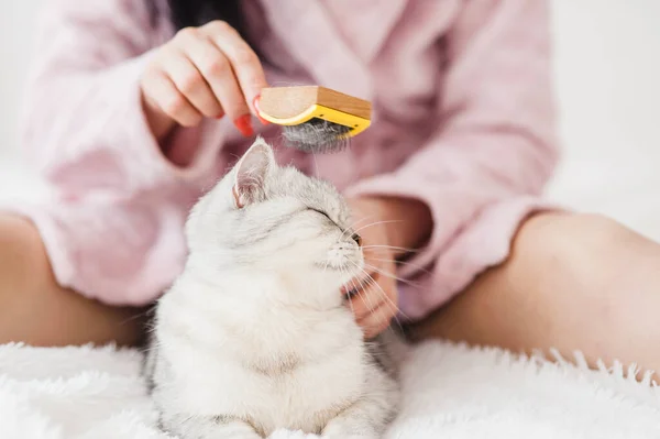 Das Mädchen Kämmt Die Haare Einer Katze Das Mädchen Streicht — Stockfoto