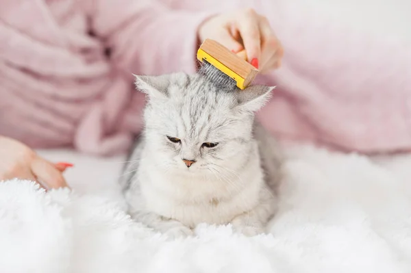 Das Mädchen Kämmt Die Haare Einer Katze Das Mädchen Streicht — Stockfoto