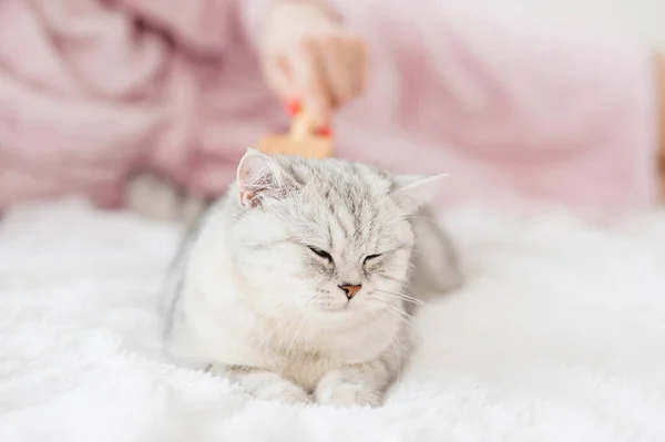 Flickan Kammar Håret Katt Flickan Smeker Kattens Huvud — Stockfoto