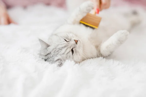 Ragazza Pettina Capelli Gatto Ragazza Accarezza Testa Del Gatto — Foto Stock