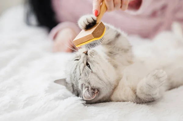 Menina Penteia Cabelo Cate Menina Acaricia Cabeça Gato — Fotografia de Stock