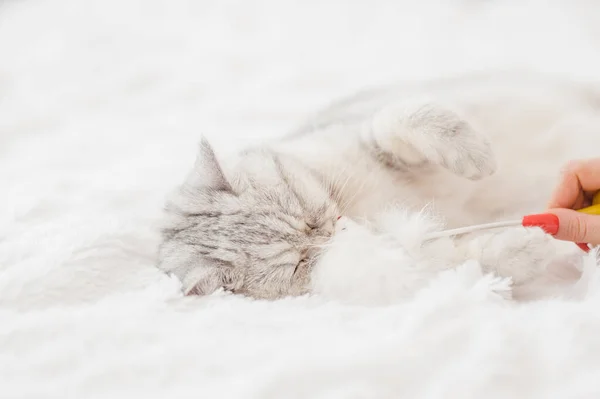 Retrato Gato Escocês Brilhante — Fotografia de Stock