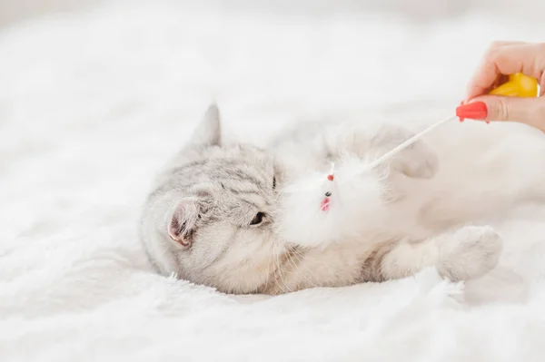 Retrato Gato Escocês Brilhante — Fotografia de Stock