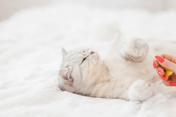 Portrait Bright Scottish Cat — Stock Photo, Image