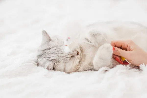 Glückliches Kätzchen Liebt Die Hand Der Frau Streicheln Britische Kurzhaarfrisur — Stockfoto