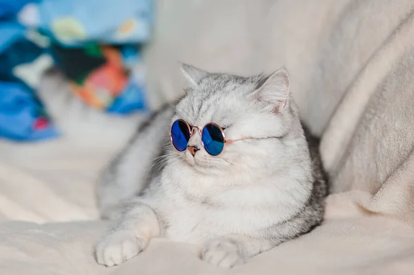 面白い猫猫とともに眼鏡 ロイヤリティフリーのストック画像