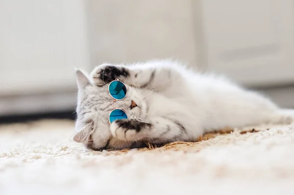 灰色の猫は柔らかい白い毛布の上で眠る 居心地の良い家と休暇のコンセプト かわいい光または面白い小さな猫 ストックフォト