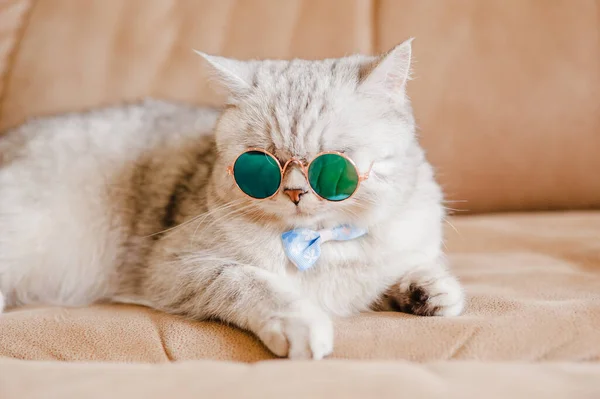 面白い猫猫とともに眼鏡 ストック写真