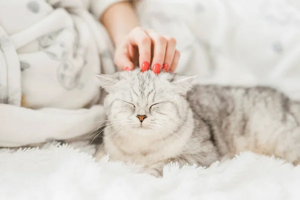 Schottisches Kätzchen Den Händen Eines Mädchens Lustige Graue Katze lizenzfreie Stockfotos