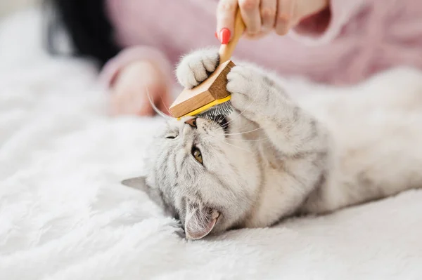 Das Mädchen Kämmt Die Haare Einer Katze Das Mädchen Streicht lizenzfreie Stockfotos