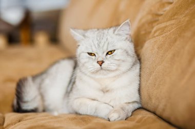 Parlak İskoç bir kedinin portresi.