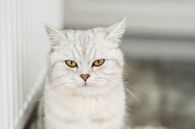 Parlak İskoç bir kedinin portresi.