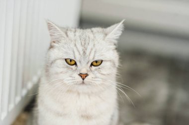 Parlak İskoç bir kedinin portresi.