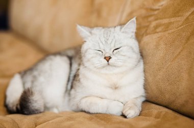 Parlak İskoç bir kedinin portresi.