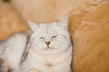 Parlak İskoç bir kedinin portresi.