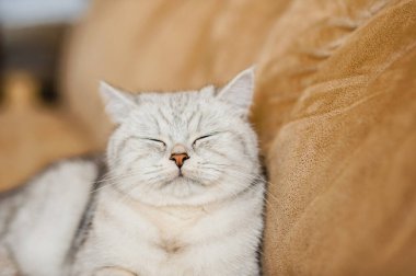 Parlak İskoç bir kedinin portresi.