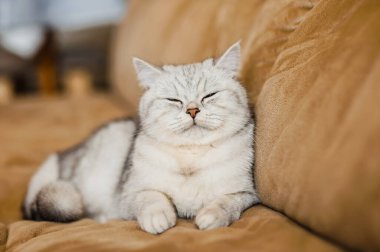 Parlak İskoç bir kedinin portresi.