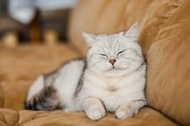 Mutlu kedi yavrusu, kadının elini okşamayı sever. İngiliz kısa havası