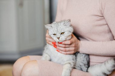 Mutlu kedi yavrusu, kadının elini okşamayı sever. İngiliz kısa havası