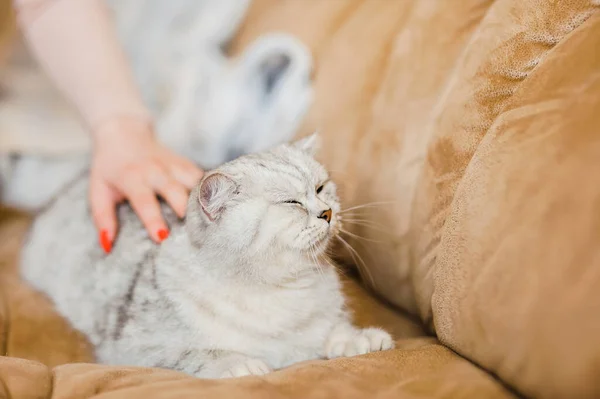 Happy Kitten Loves Stroke Woman Hand British Shorthair — Stock Photo, Image