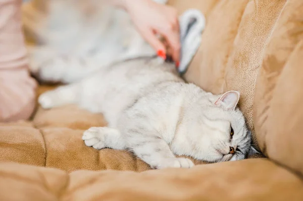 Happy Kitten Loves Stroke Woman Hand British Shorthair — Stock Photo, Image