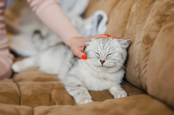 Gatito Feliz Encanta Acariciar Mano Mujer Taquigráfico Británico — Foto de Stock