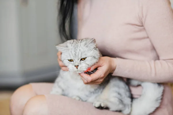 Gatito Feliz Encanta Acariciar Mano Mujer Taquigráfico Británico —  Fotos de Stock