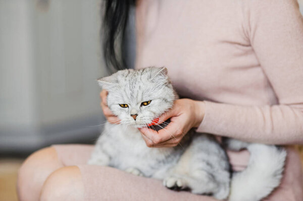 Happy kitten loves to stroke the woman's hand. british shorthair