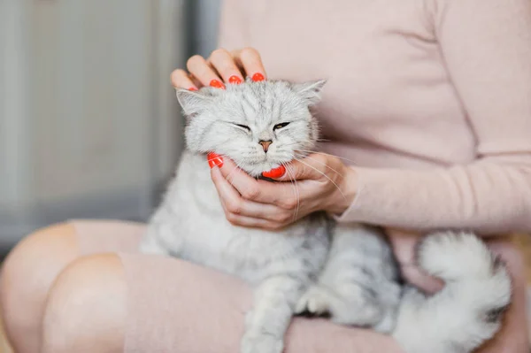 Šťastné Kotě Miluje Hladit Ženu Ruce Britský Krátkosrstý — Stock fotografie